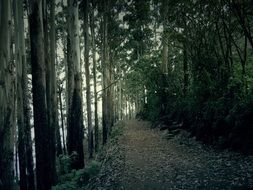 trail in the dark mystical forest
