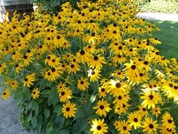 bush of yellow daisies