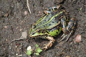 Big frog in nature