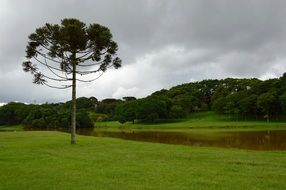 landscape of tree on a green lawn
