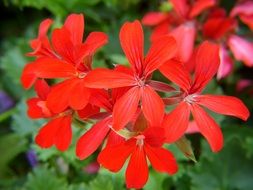 red geranium close up