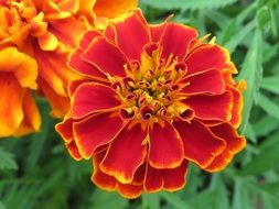 marigold or Calendula officinalis