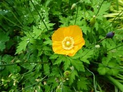 yellow poppy on a green bush close-up