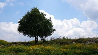 lonely tree with clouds scenery in Israel