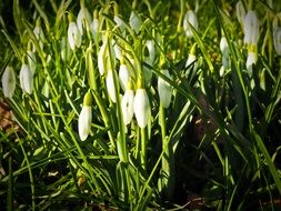 beautiful snowdrops with drooping buds