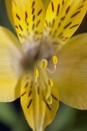 yellow spotted flower with stamens closeup