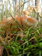 closeup photo of orange mushroom among green grass in the forest