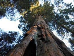 Big tree in california forest