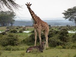 giraffe in wildlife of africa