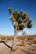 Tree in a national park