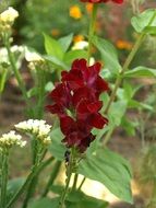Dwarf Snapdragon flower