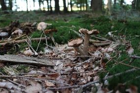 mushrooms on dry foliage in the forest