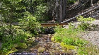 clear brook streaming in Forest at summer