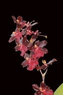 pink orchid on black background