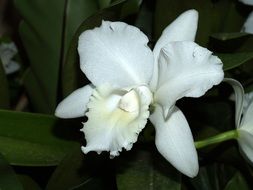 white Orchid Flower Bright view