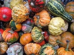 A lot of the colorful pumpkins