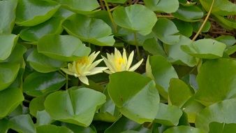 yellow flowers of a water plant among green leaves