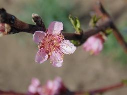 Beautiful casey flowers blossom
