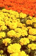 delightful Flower Blooming