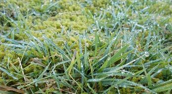 green grass with dew drops on the field