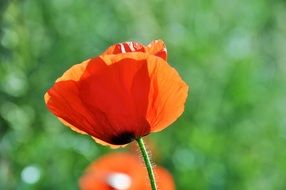 red poppy on a blurry background in bright sun