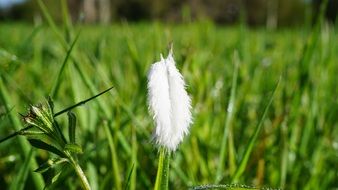 White feather on the green grass