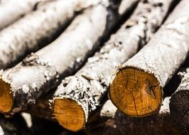 wood close-up on a blurred background