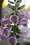 filigree purple garden flower