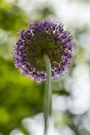 Giant Onion Flower Onion Purple