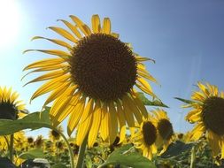 delightful Sunflower