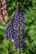 lupine or wolf bean