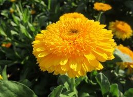 beautiful bright yellow flowers close-up
