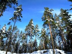 snow on trees in the finnish forest on a sunny day