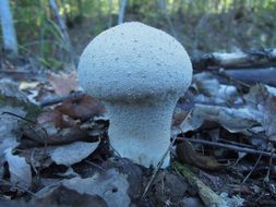 mushroom on dry foliage in the autumn forest