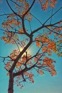 orange leaves on a tree in South Africa