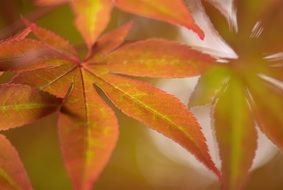 Autumnal Japanese maple leaves