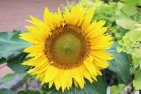 yellow sunflower in front of a building facade