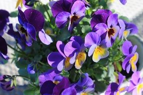 Colorful pansy flowers blossom in the spring