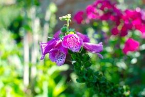 purple foxglove blooming on Meadow