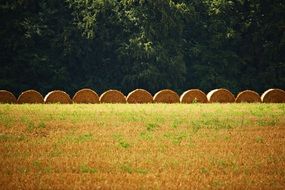 row of round bales of straw on the field
