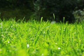 most beautiful fresh Grass