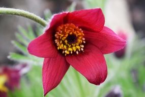 burgundy mountain flower close-up