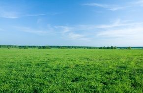 landscape of Green grassed field