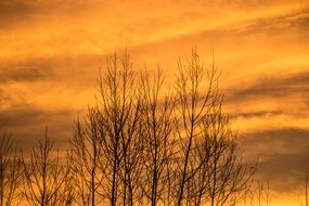 silhouettes of trees against the yellow evening sky