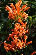 orange tropical flowers in Tanzania