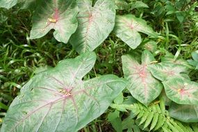 green leaves of a plant in the jungle