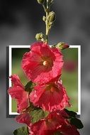 red mallow, Stock Rose, digital artwork
