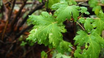 green leaves in raindrops close up