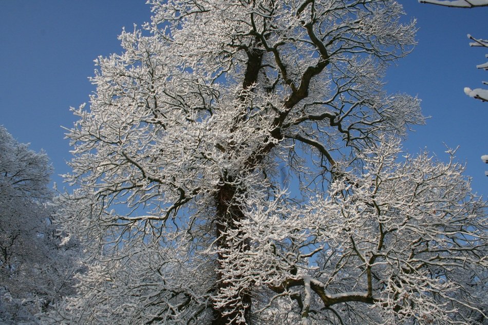 Frosted Tree top at blue sky