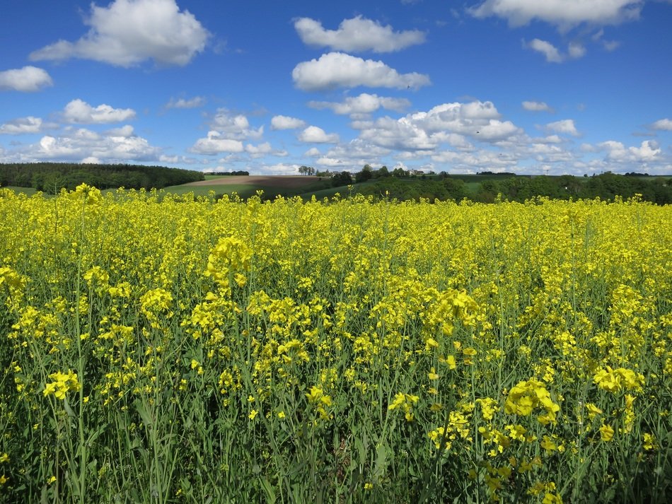 yellow field of rapes